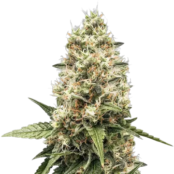 plante de cannabis Watermelon Gelato