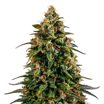 plante de cannabis Watermelon Zkittlez