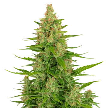 plante de cannabis Wedding Cake Auto