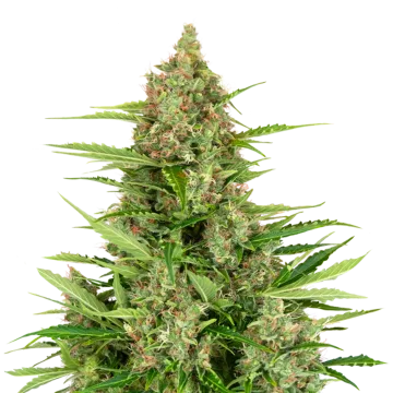 plante de cannabis Wedding Cake