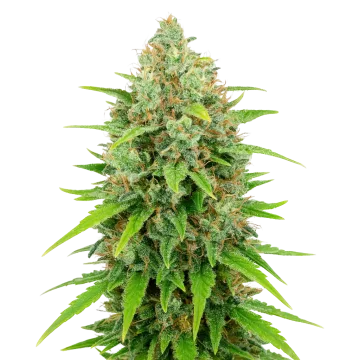 plante de cannabis White Rhino Auto