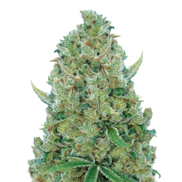 plante de cannabis White Rhino