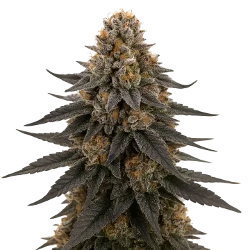 plante de cannabis White Runtz