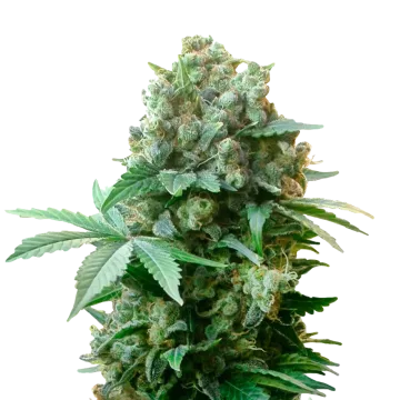plante de cannabis White Russian