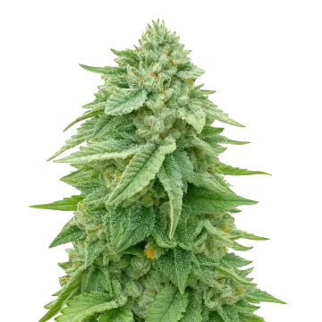 plante de cannabis White Truffle