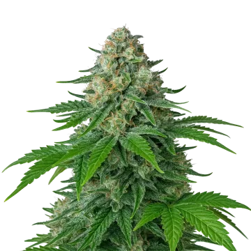 plante de cannabis White Widow Auto