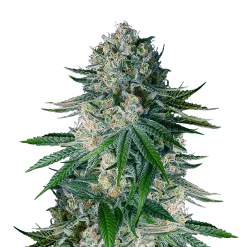 plante de cannabis White Widow