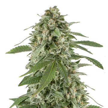 plante de cannabis White Widow x Northern Lights
