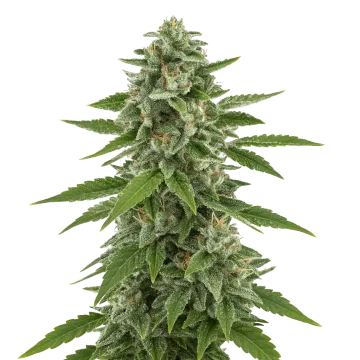 plante de cannabis White Widow x Northern Lights Auto