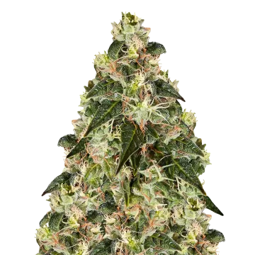 plante de cannabis XJ-13
