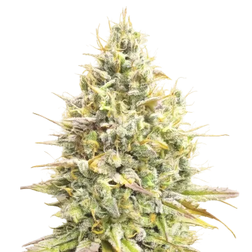 plante de cannabis Yumbolt Banana Auto