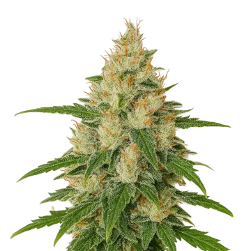 plante de cannabis Z OG Auto