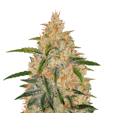 plante de cannabis Z OG