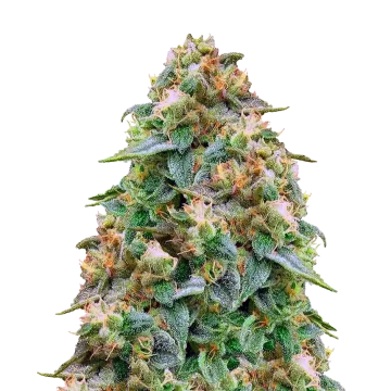plante de cannabis Zombie Death Fuck