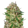 thumb of 24K plant