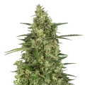 thumb of 9 Pound Hammer Plante