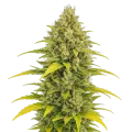 thumb of Plante de Acapulco Gold Auto