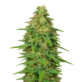 thumb of Plante de ACDC Auto