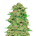 thumb of ACDC plant