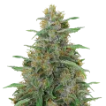 thumb of Adrenaline OG Plant