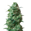 thumb of Plante de cannabis Afghan Kush