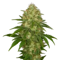 thumb of Plante de Afghani Auto