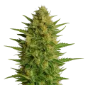 thumb of Plante de AK47 Auto