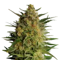 thumb of AK-47 plant