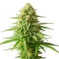 thumb of Plante de AK-48 Auto