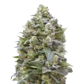 thumb of Alaskan Thunder Fuck Plant