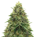 thumb of Alpine Star CBD plant