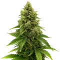 thumb of Plante de Amnesia Auto