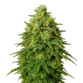 thumb of Plante de Amnesia Haze Auto