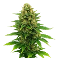 thumb of Plante de Amnesia Haze x Blueberry Auto