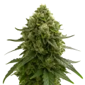 thumb of Plante de Amnesia Kush Auto