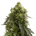 thumb of Amnesia Kush plant