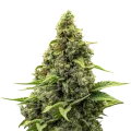 thumb of Amnesia Plant