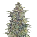 thumb of Animal Cookies Plante