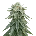 thumb of Plante de Animal Face Auto