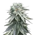 thumb of Animal Face Plante