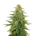 thumb of Plante de Apple Fritter Auto