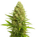 thumb of Plante de Banana Kush Auto