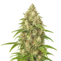 thumb of Plante de Banana Zkittlez Auto