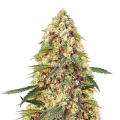 thumb of Banana Zkittlez Plante