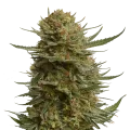 thumb of Berner's Cookies plant
