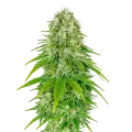 thumb of Plante de Big Bud Auto