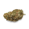thumb of Black Domina bud