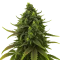 thumb of Plante de Black Jack Auto