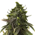 thumb of Black Jack plant
