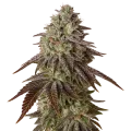 thumb of Plante de Black Runtz Auto